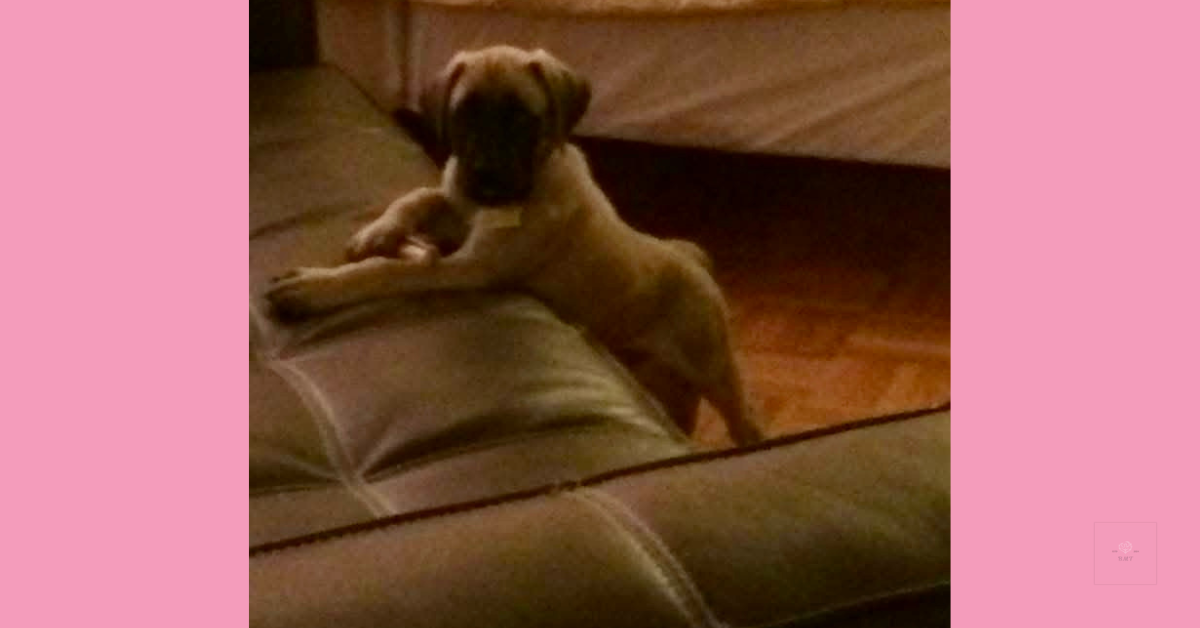 Small English Mastiff puppy leaning over the edge of a couch, looking curious and alert. The photo has a warm indoor glow and pink borders.