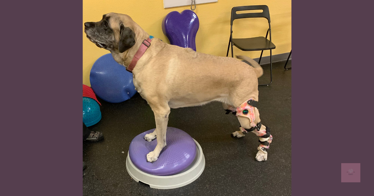 Large tan English Mastiff dog with a pink collar standing on a balance disc during physical therapy. She wears a pink-patterned leg brace and stands proudly, framed by deep plum borders.