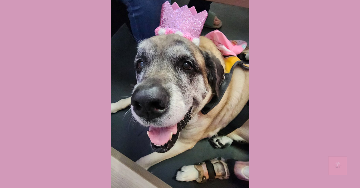 Large English Mastiff dog wearing a pink princess birthday crown and bandana. She is sitting happily and looking up with her tongue out. She has a gentle joyful expression surrounded by soft pink borders. 
