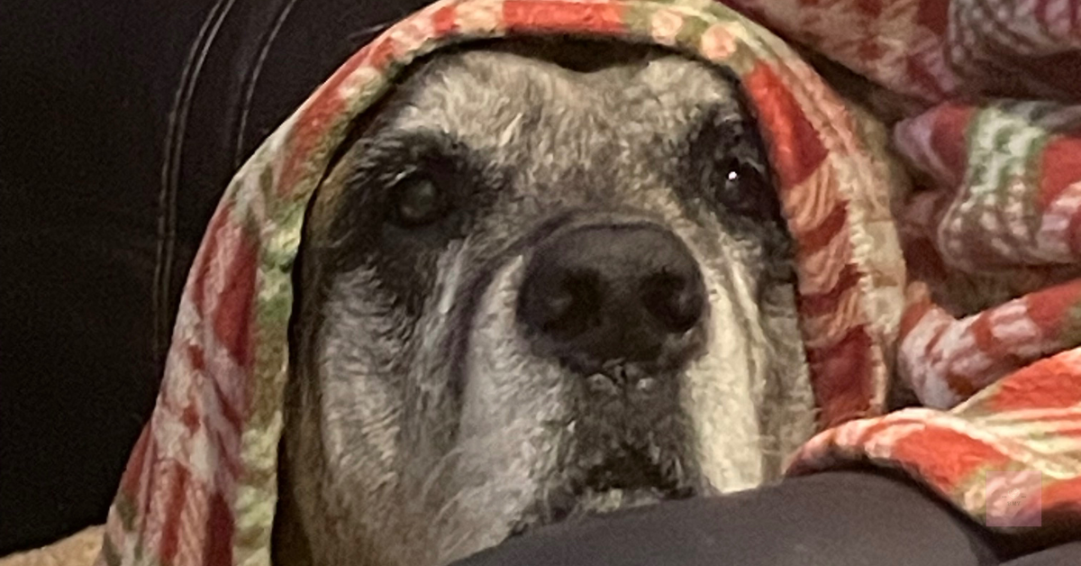 Elderly English Mastiff dog wrapped in a red and green patterned blanket, only her face showing. She looks peaceful and gentle, gazing directly at the camera.