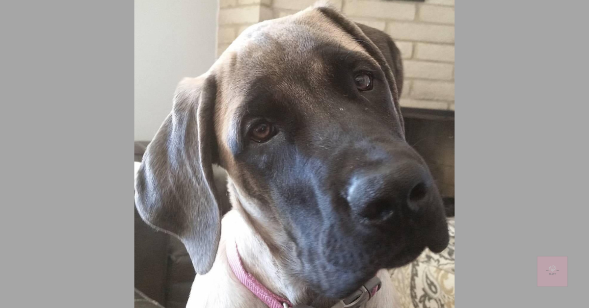 Large tan and black English Mastiff dog with a pink collar tilting her head slightly, looking directly at the camera, Soft gray borders frame the image.
