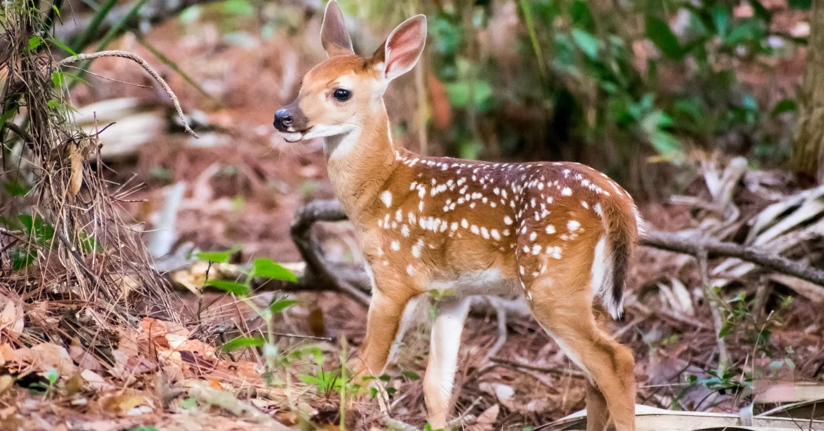 A small fawn stepping carefully across the forest floor, alert and timid.
