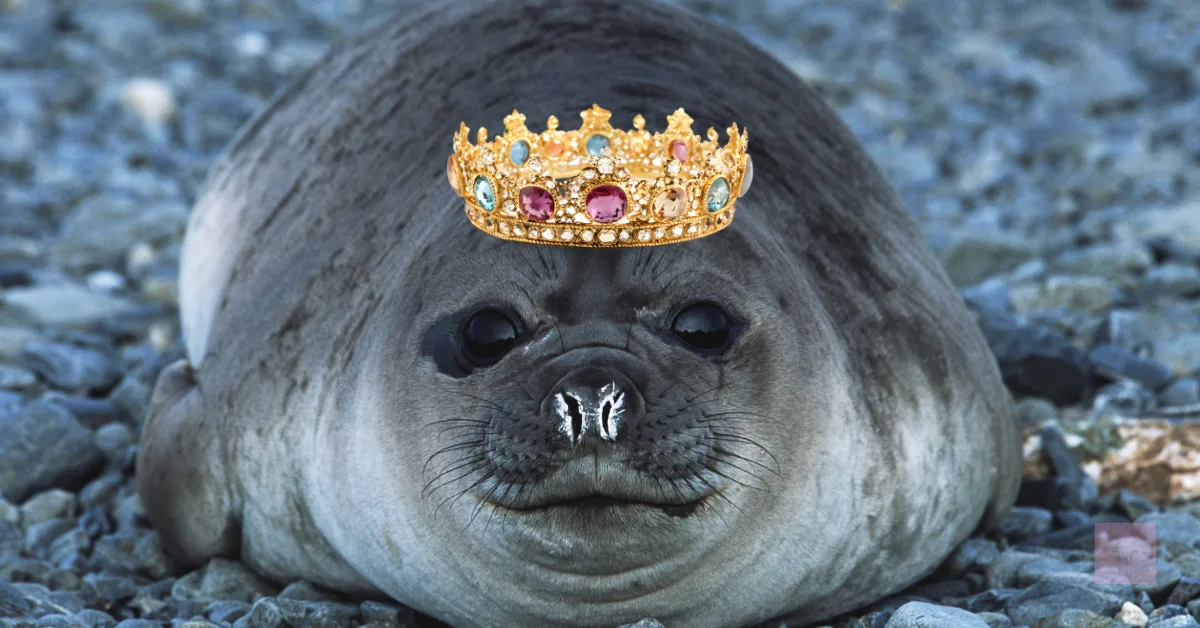 A soft, round seal wearing an ornate jeweled crown, looking calmly regal.